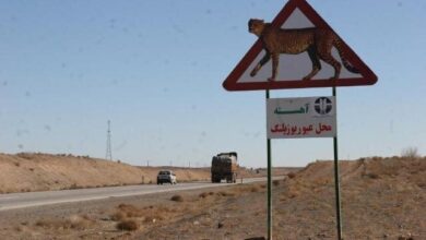 اعمال قانون در کریدور تردد یوزپلنگ میاندشت - میامی