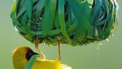 شاهکارهای معماری در طبیعت شاهکارهای معماری در طبیعت
