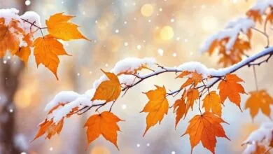 5101873.jpg
