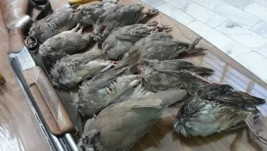 لاشه ۱۳ قطعه کبک وحشی در منطقه شکارممنوع شاهقنداب شهرضا کشف شد لاشه ۱۳ قطعه کبک وحشی در منطقه شکارممنوع شاهقنداب شهرضا کشف شد