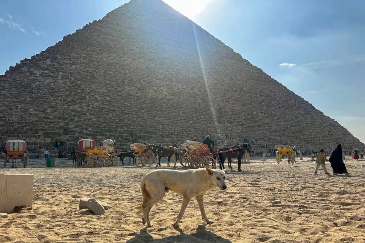 شهرت جهانی سگ ولگرد اهرام مصر!