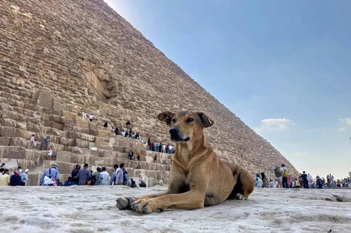 شهرت جهانی سگ ولگرد اهرام مصر!