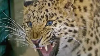 حمله پلنگها به خانهها در مازندرانی | این حیوان گرسنه است! حمله پلنگها به خانهها در مازندرانی | این حیوان گرسنه است!