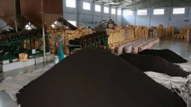 دستور فروش ۶ هزار تن، چای دبش از سوی دادستانی تهران صادر شد