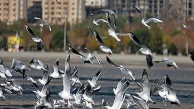 اولین گروه از مرغان دریایی سیبری به دریاچه شهدای خلیج فارس آمدند