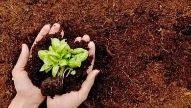 خاک ارزشمندتر از طلا/ حفاظت از خاک یعنی توجه به امنیت غذایی