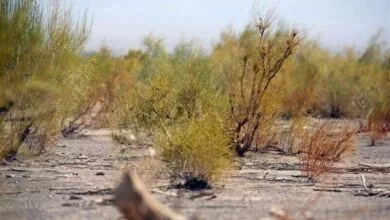 بازگشت شپشک به تاغهای درمان شده سرخه!/ آلودگی ۵۰ هزار هکتار از تاغزارهای سمنان بازگشت شپشک به تاغهای درمان شده سرخه!/ آلودگی ۵۰ هزار هکتار از تاغزارهای سمنان