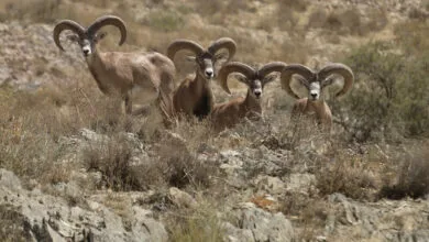 قوچ اصفهان؛ نمادی آسیبپذیر در دشت غفلت قوچ اصفهان؛ نمادی آسیبپذیر در دشت غفلت