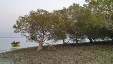 ۳ شهر ایران وارد لیست شهرهای تالابی کنوانسیون رامسر شد ۳ شهر ایران وارد لیست شهرهای تالابی کنوانسیون رامسر شد