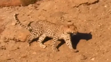 مشاهده پلنگ در منطقه حفاظت شده شیمبار خوزستان