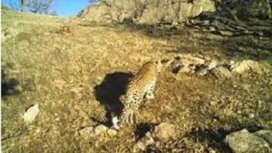 ثبت تصویر پلنگ ایرانی در روز اول سرشماری زمستانه در کرمان