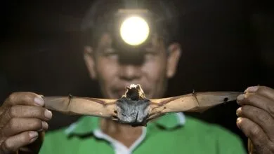 پاسخ به چند سوال درباره ویروس جدید چینی پاسخ به چند سوال درباره ویروس جدید چینی