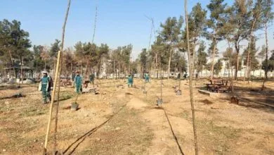 آغاز عملیات حذف، احیا و جایگزینی درختان آلوده بوستان سرخه‌حصار