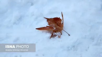 تهران اجتماعی