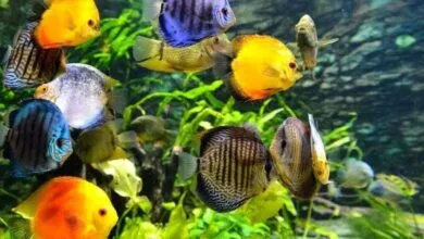 پرورش ۸۱ میلیون قطعه ماهی زینتی در اصفهان پرورش ۸۱ میلیون قطعه ماهی زینتی در اصفهان