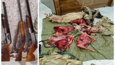 لاشه ۳ بز و یک کل وحشی از شکارچیان متواری در کرکس نطنز کشف شد