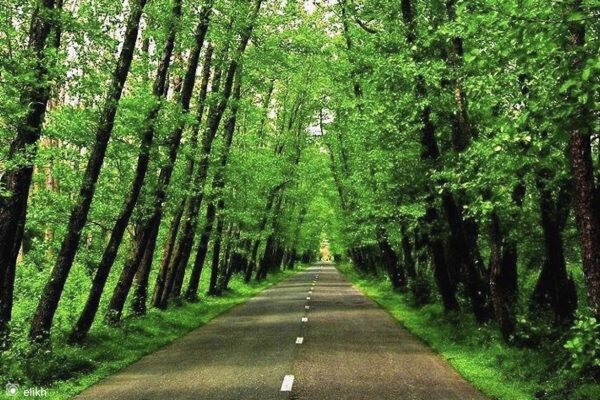 جنگل گردی در اطراف تهران