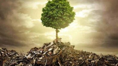 فرهنگ‌ سازی و برخورد قضایی راه ‌حل کاهش تخلفات زیست ‌محیطی