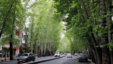 سی تی اسکن و تیمار ۵ درصد درختان ولیعصر/ جریمه ۱۷۰ میلیارد تومانی برای خشک کردن ۱۳ درخت خیابان ولیعصر