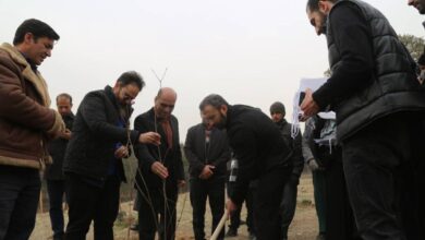۲۰ هزار درخت جایگزین درختان آلوده‌ چیتگر می‌شود
