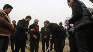 ۲۰ هزار درخت جایگزین درختان آلوده چیتگر میشود ۲۰ هزار درخت جایگزین درختان آلوده چیتگر میشود