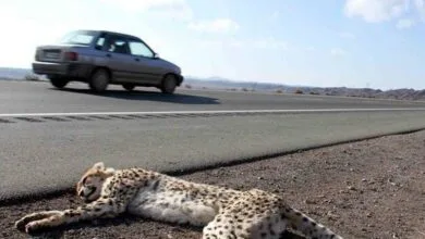 مرگ هر ساله و تلخ گونه‌های جانوری نادر در تصادفات جاده‌ای نوروز