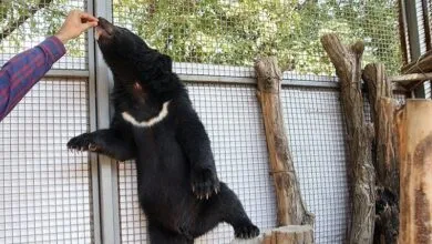 ۳ توله خرس سیاه بلوچی از اصفهان به پردیسان منتقل شدند ۳ توله خرس سیاه بلوچی از اصفهان به پردیسان منتقل شدند