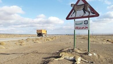 در این جاده‌ها آرام برانید