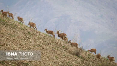 تهران اجتماعی
