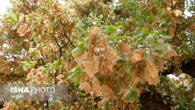 مبارزه با آفات جنگلهای زاگرس نیازمند فعالیتهای تحقیقاتی و مطالعاتی است مبارزه با آفات جنگلهای زاگرس نیازمند فعالیتهای تحقیقاتی و مطالعاتی است
